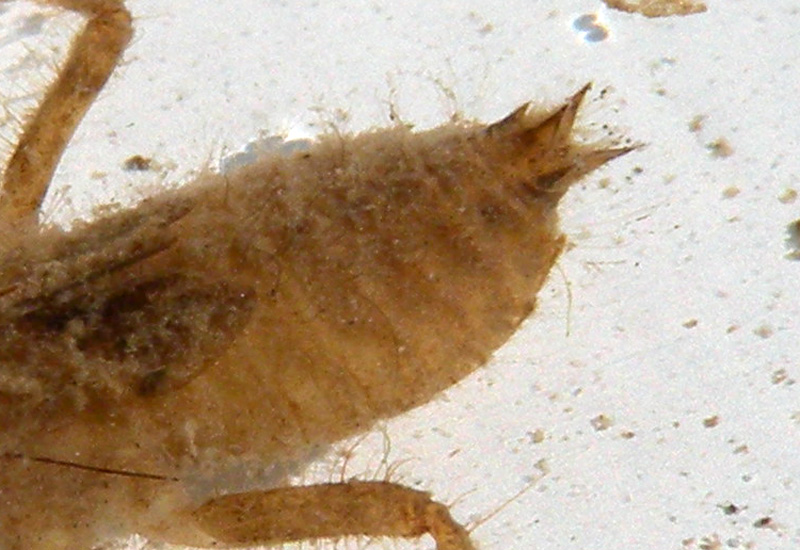 Larva - Orthetrum  coerulescens